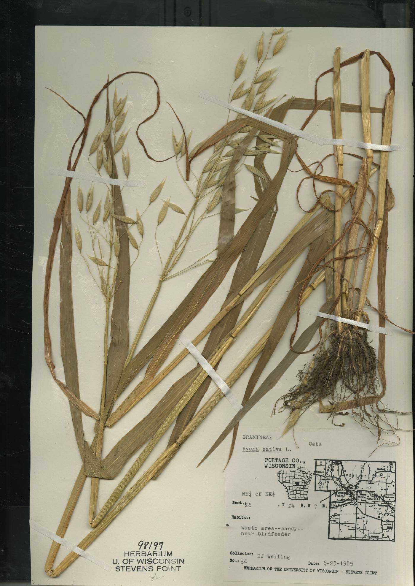 Avena sativa image