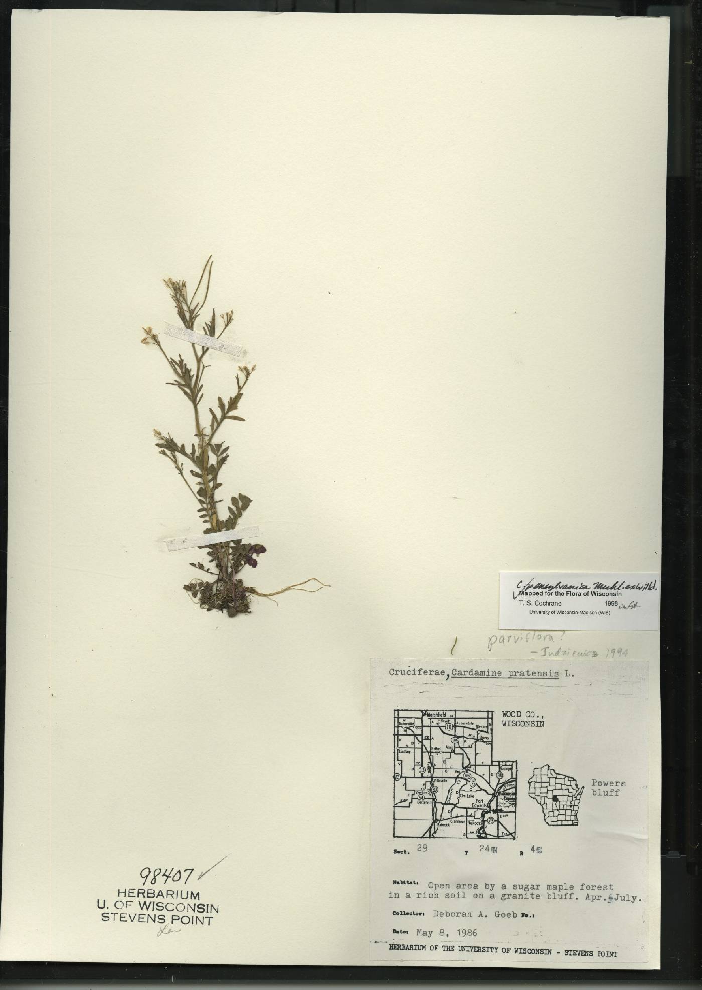 Cardamine pratensis var. palustris image