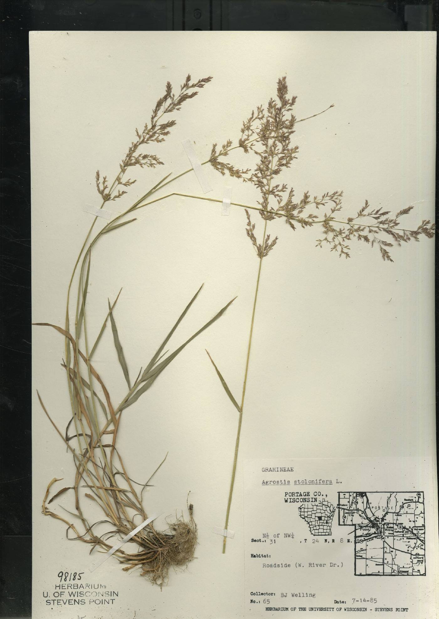 Agrostis stolonifera image