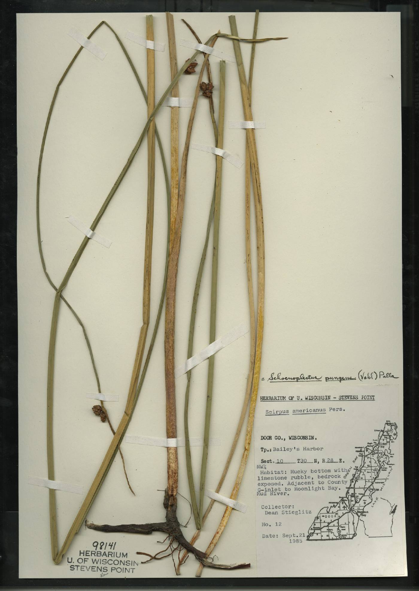 Schoenoplectus pungens image