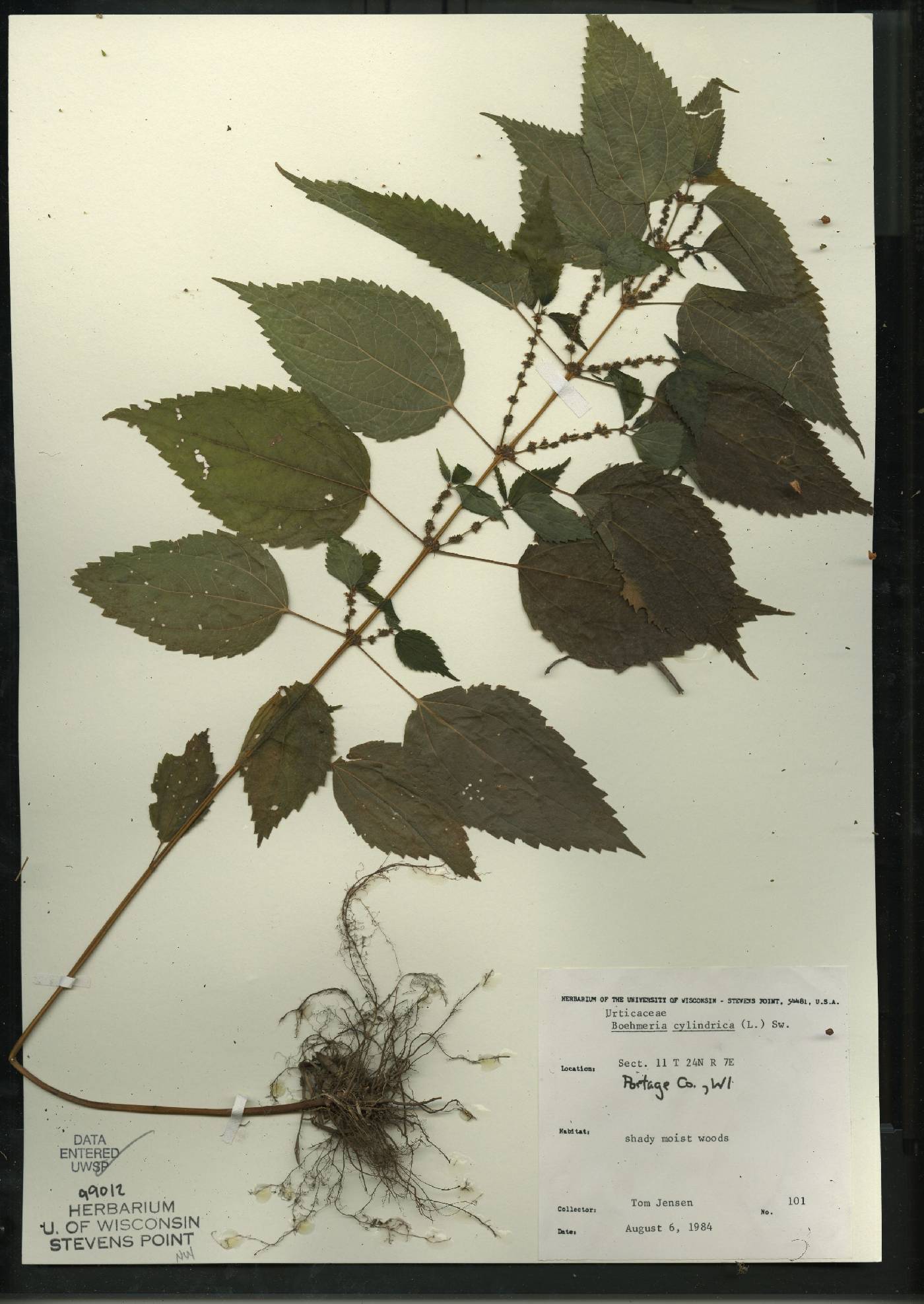 Boehmeria cylindrica image