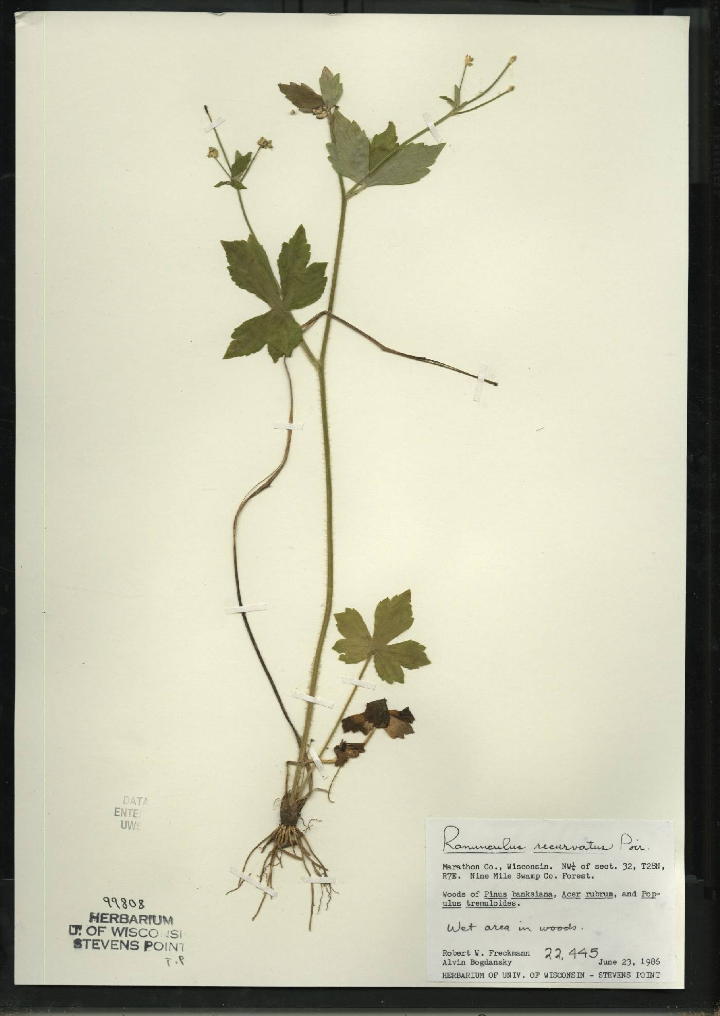 Ranunculus recurvatus var. recurvatus image