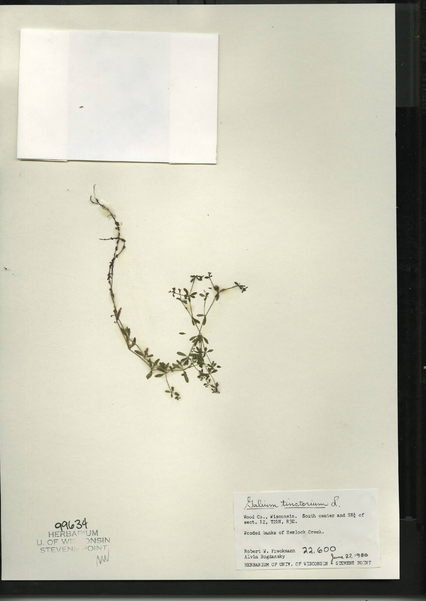 Galium tinctorium image