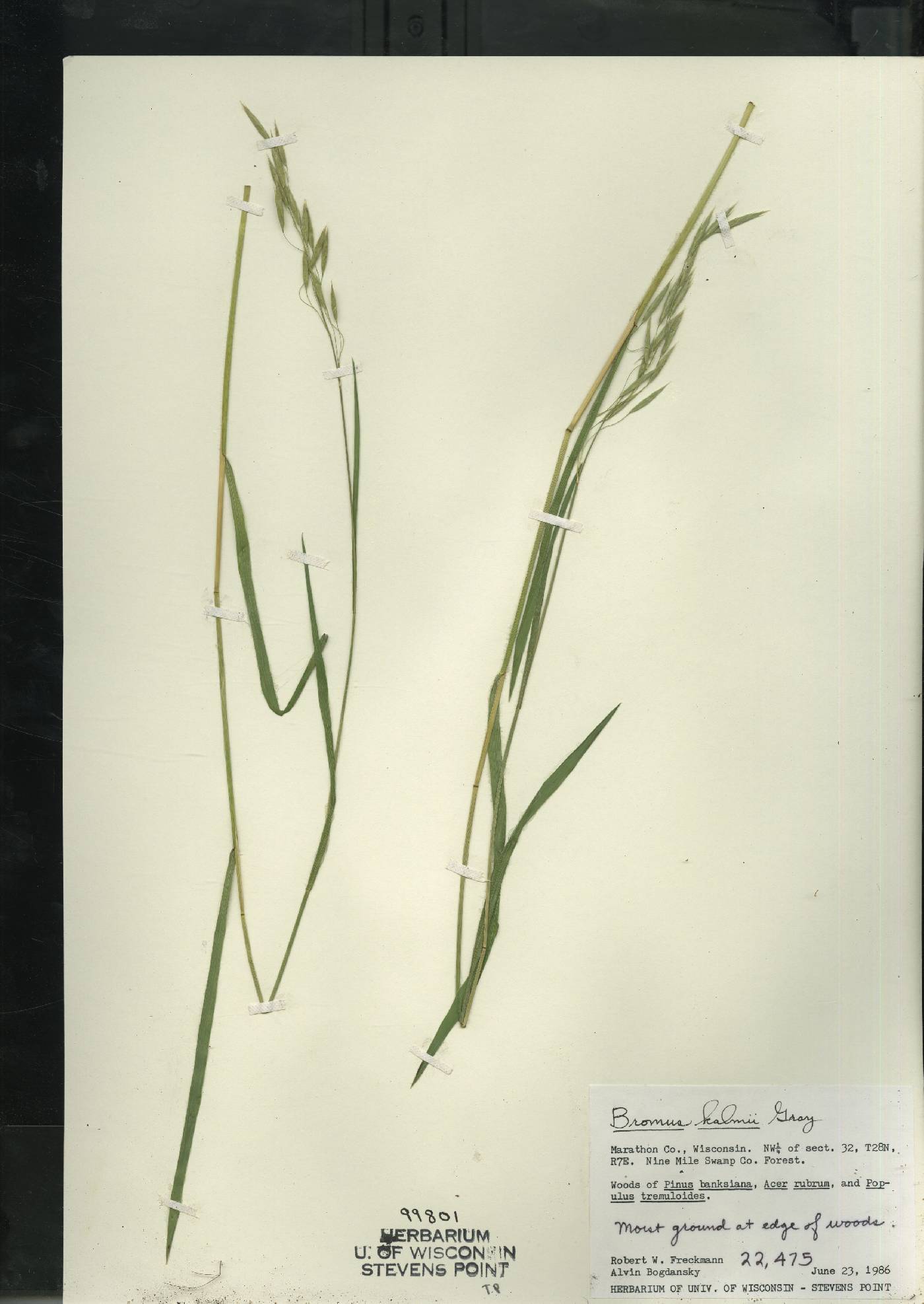 Bromus kalmii image