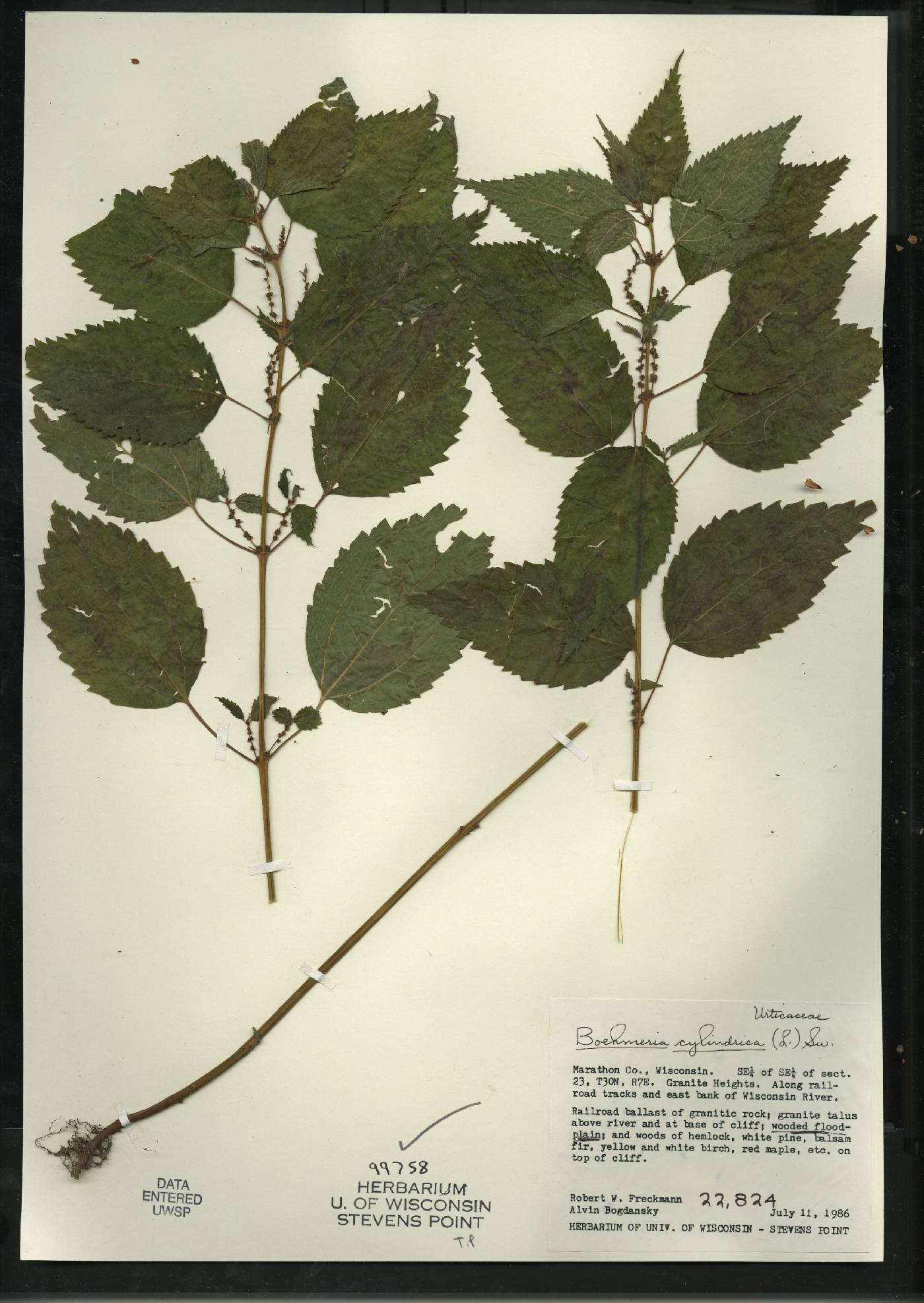 Boehmeria cylindrica image