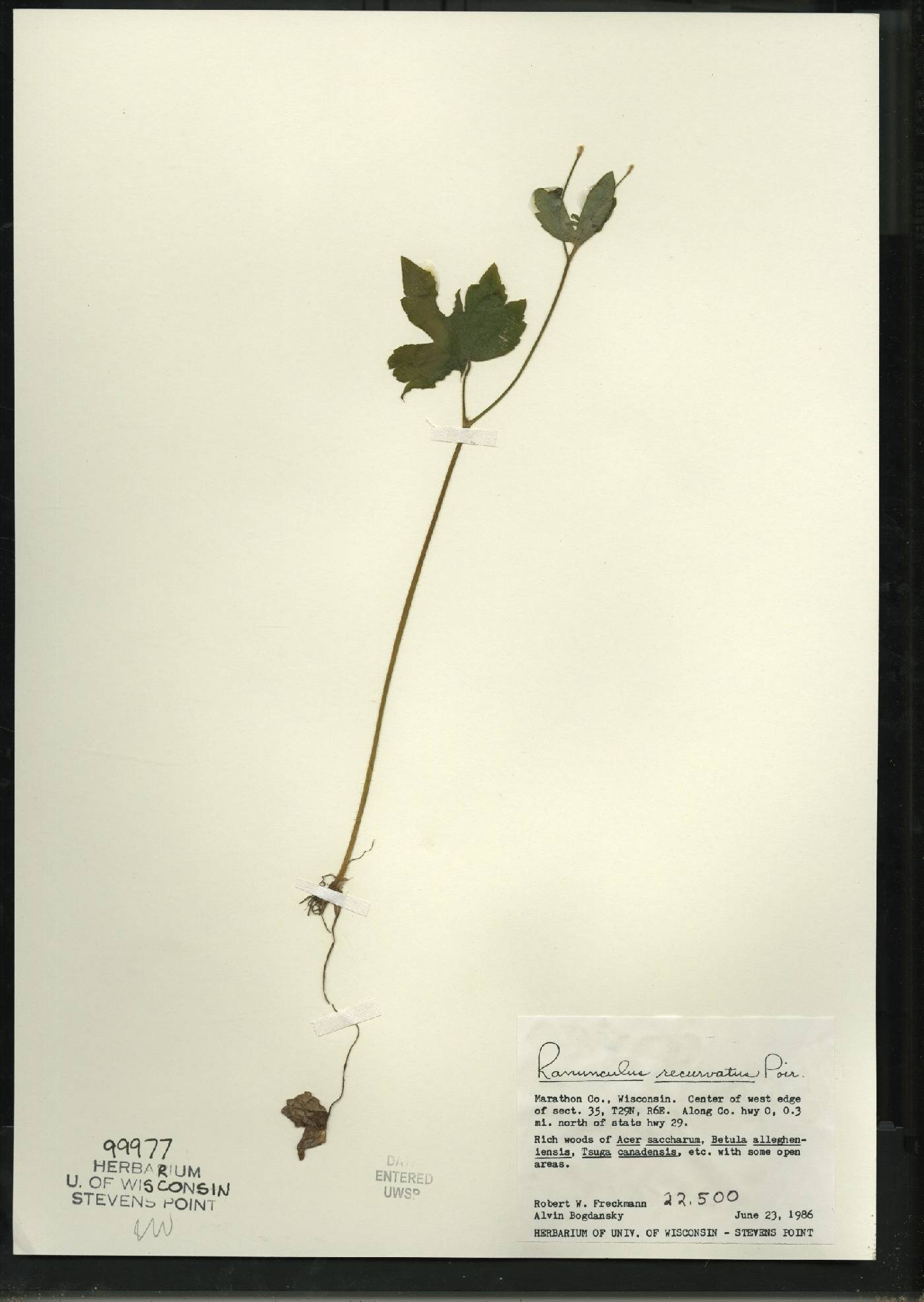 Ranunculus recurvatus var. recurvatus image