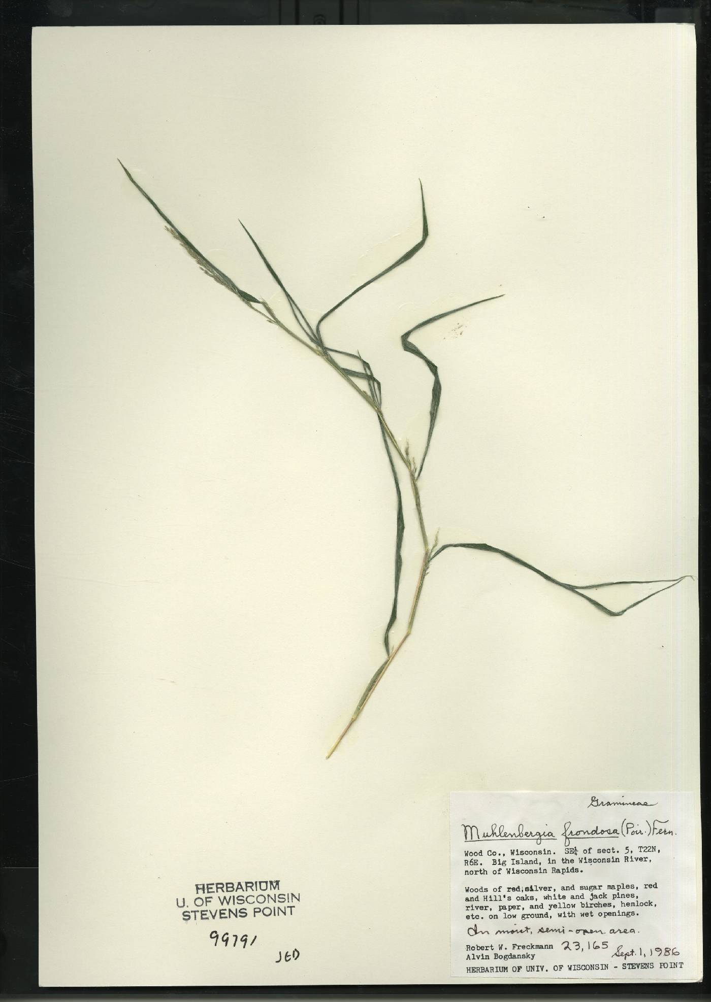 Muhlenbergia frondosa image
