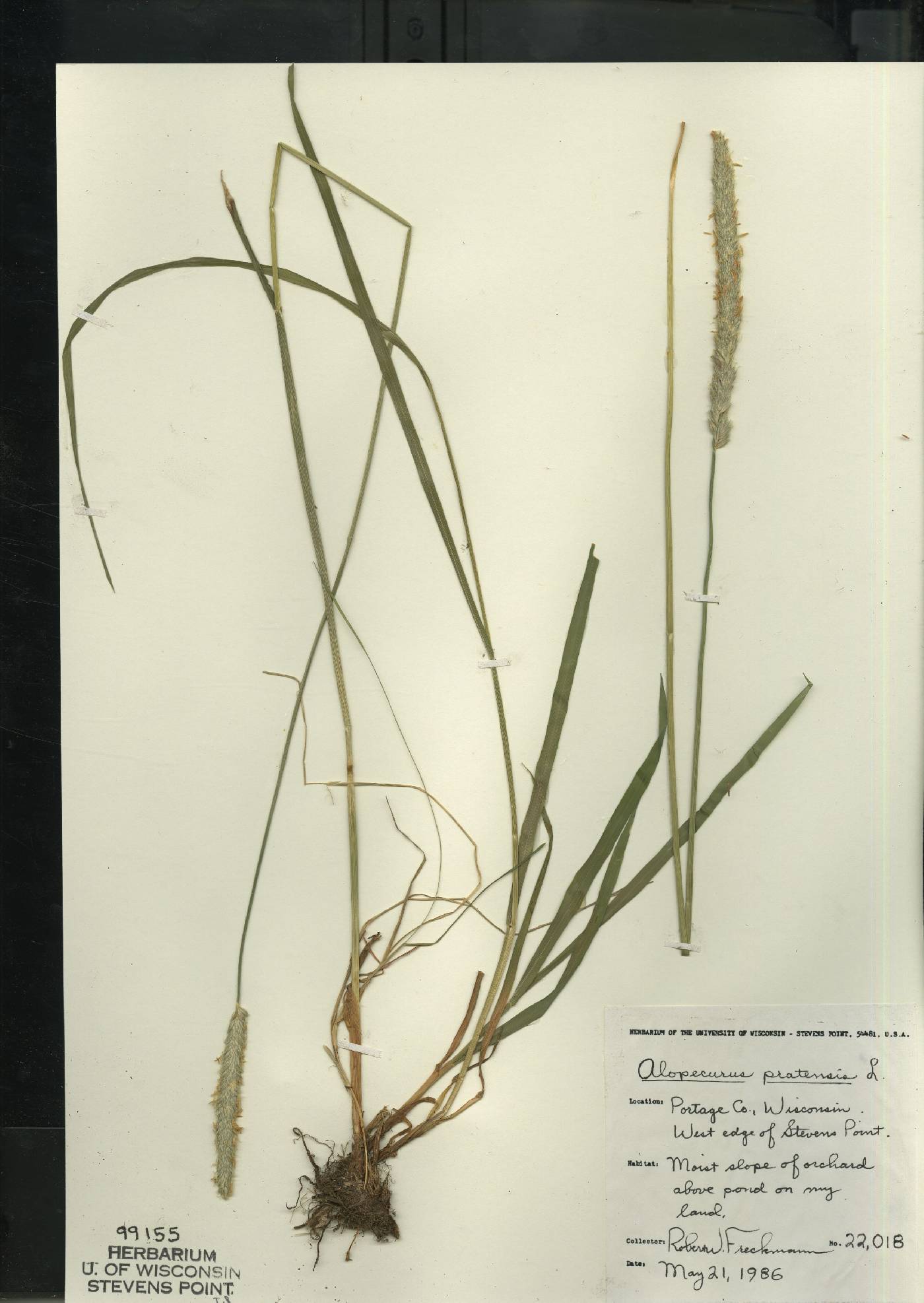 Alopecurus pratensis image