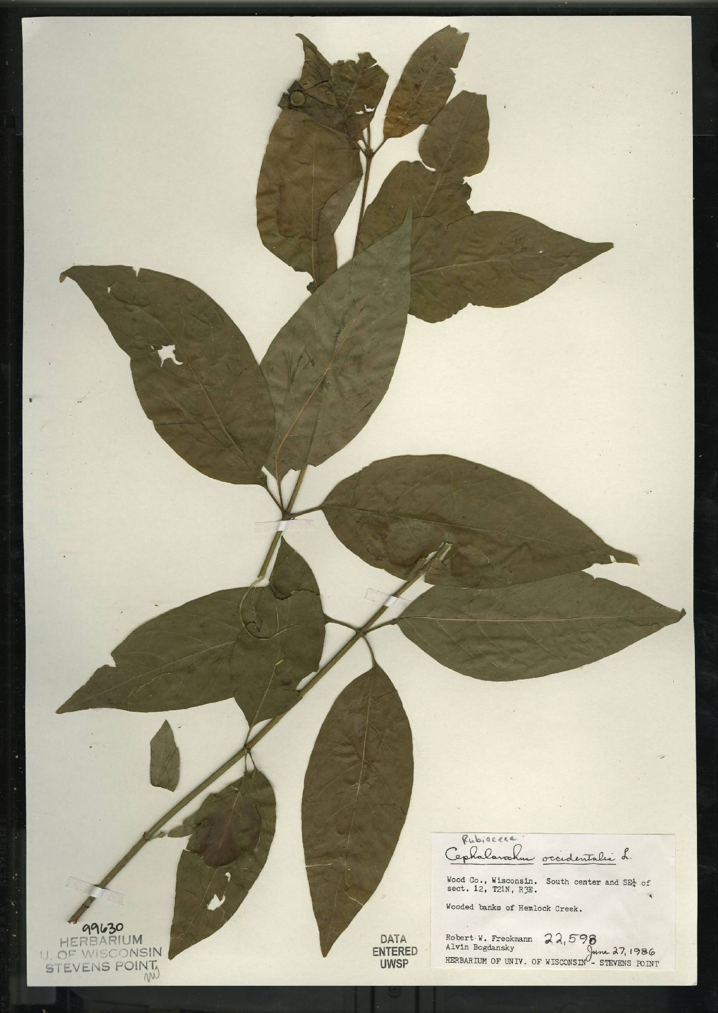 Cephalanthus occidentalis image