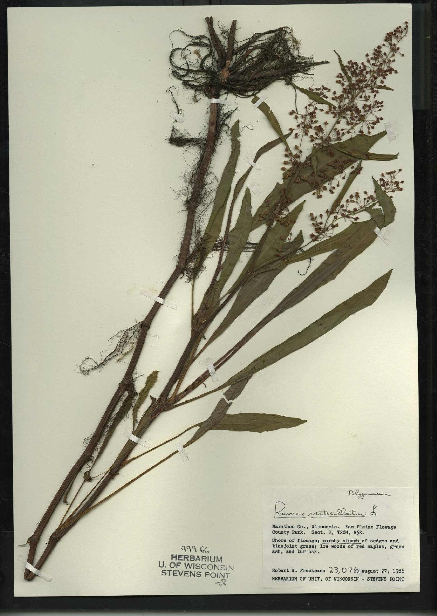 Rumex verticillatus image