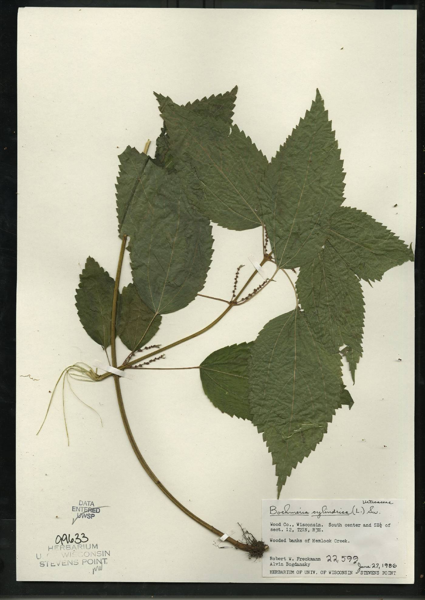 Boehmeria cylindrica image