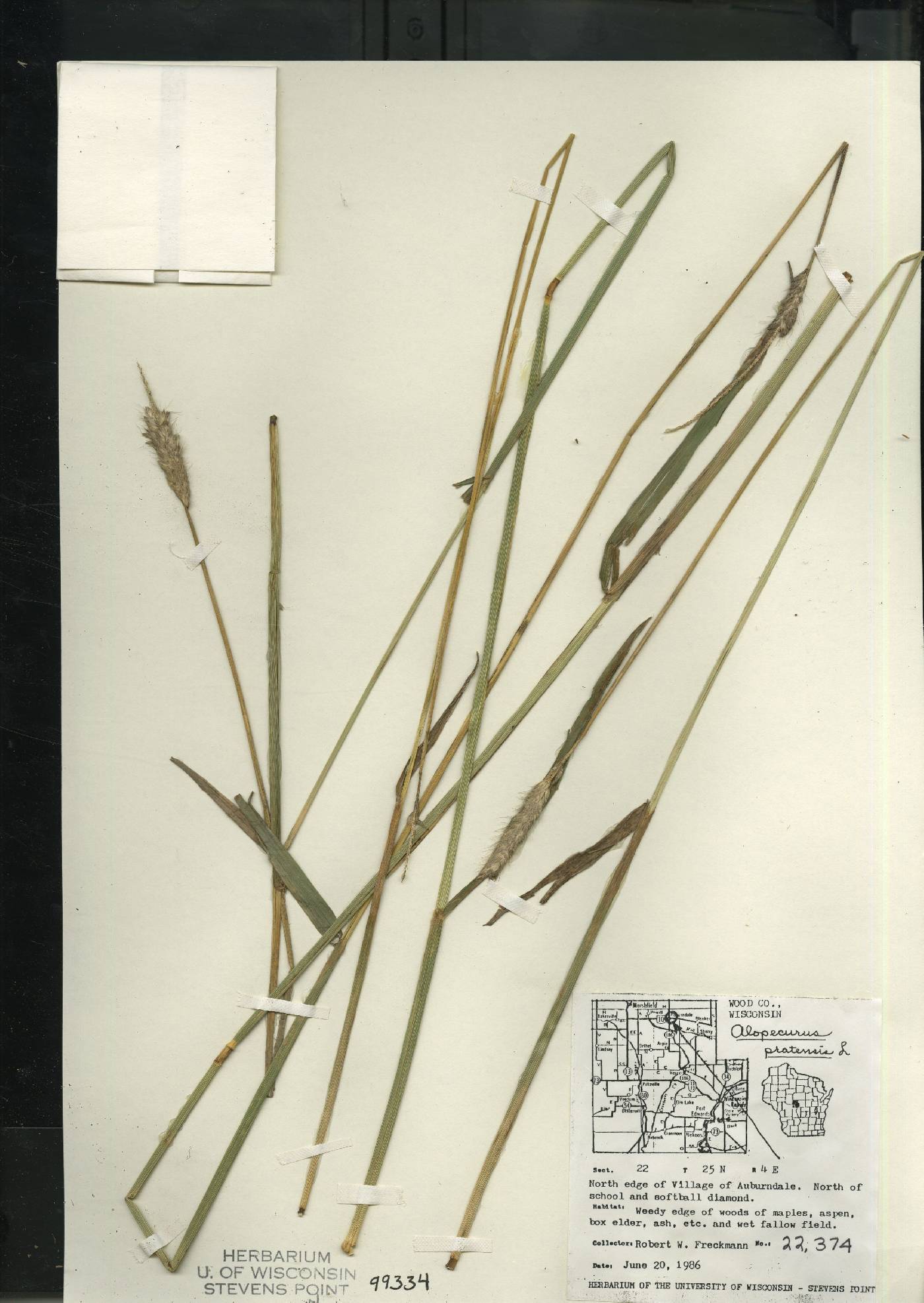 Alopecurus pratensis image
