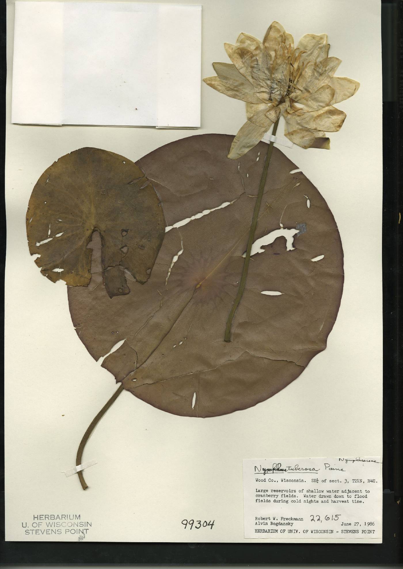 Nymphaea odorata subsp. tuberosa image