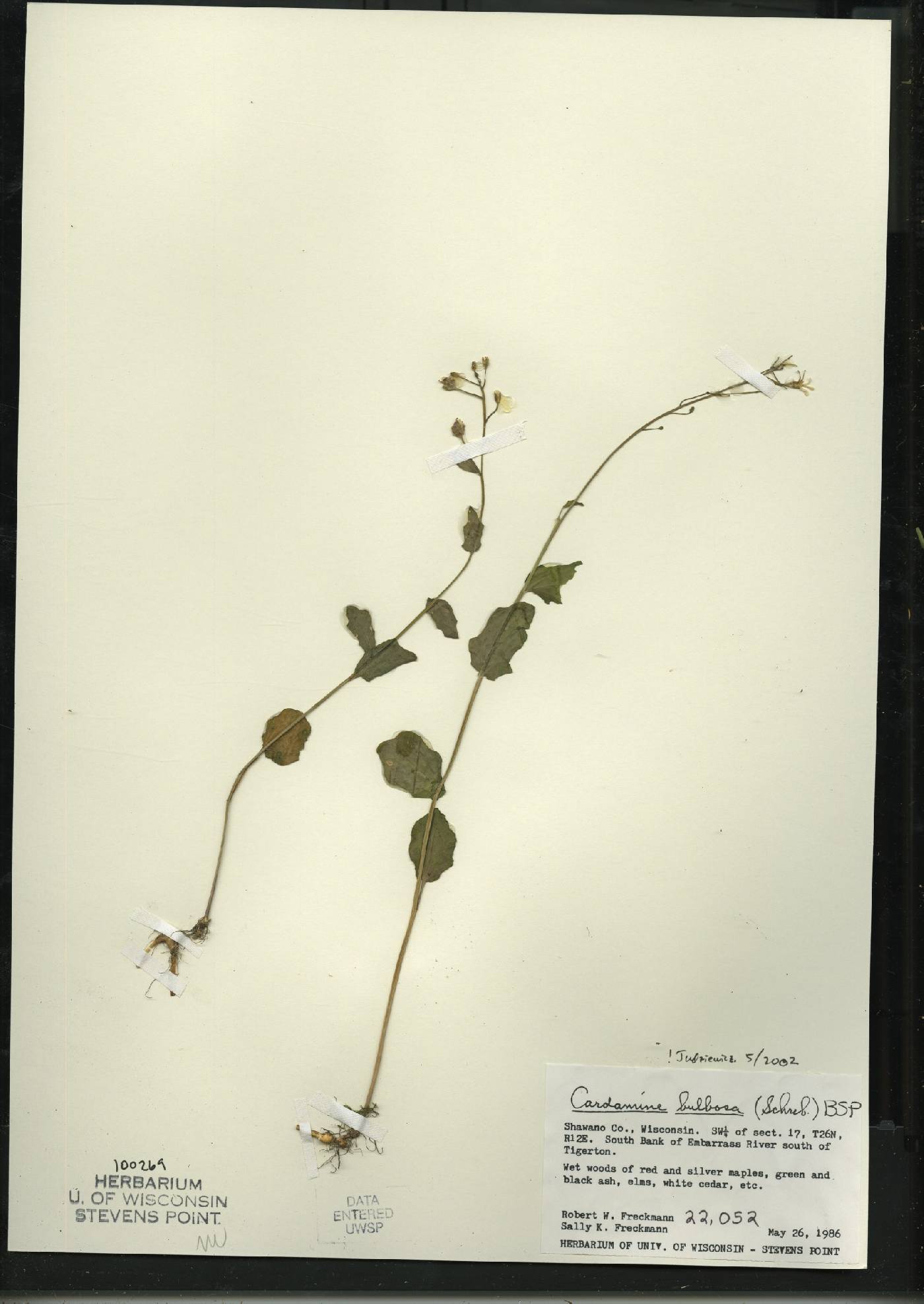 Cardamine bulbosa image