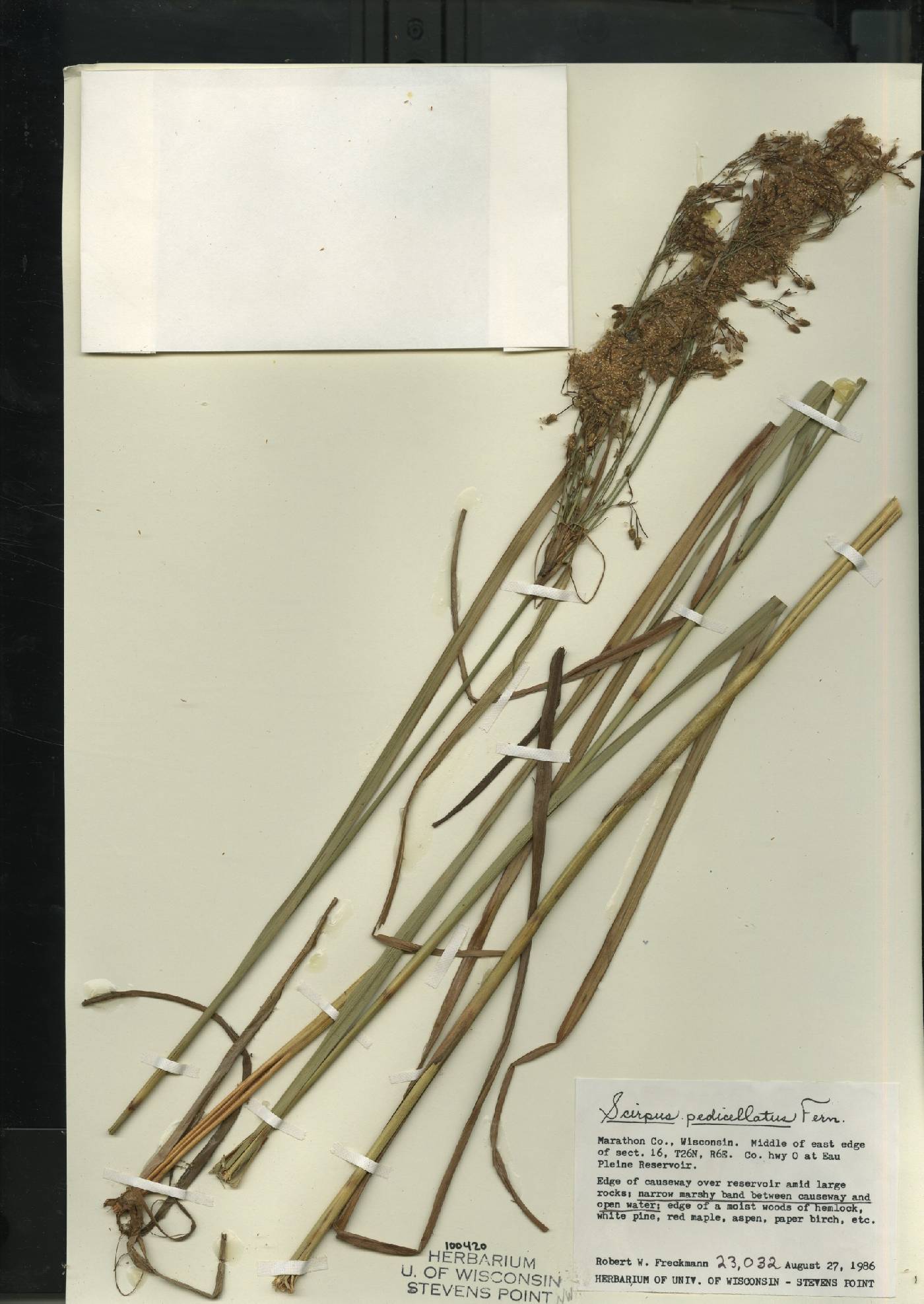 Scirpus pedicellatus image