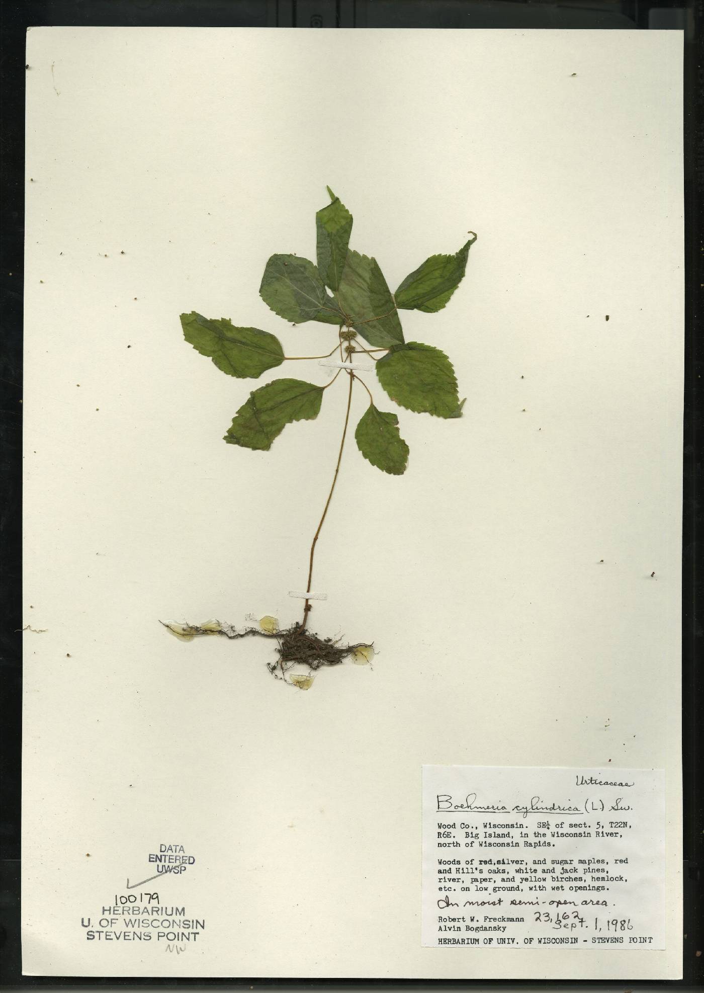 Boehmeria cylindrica image
