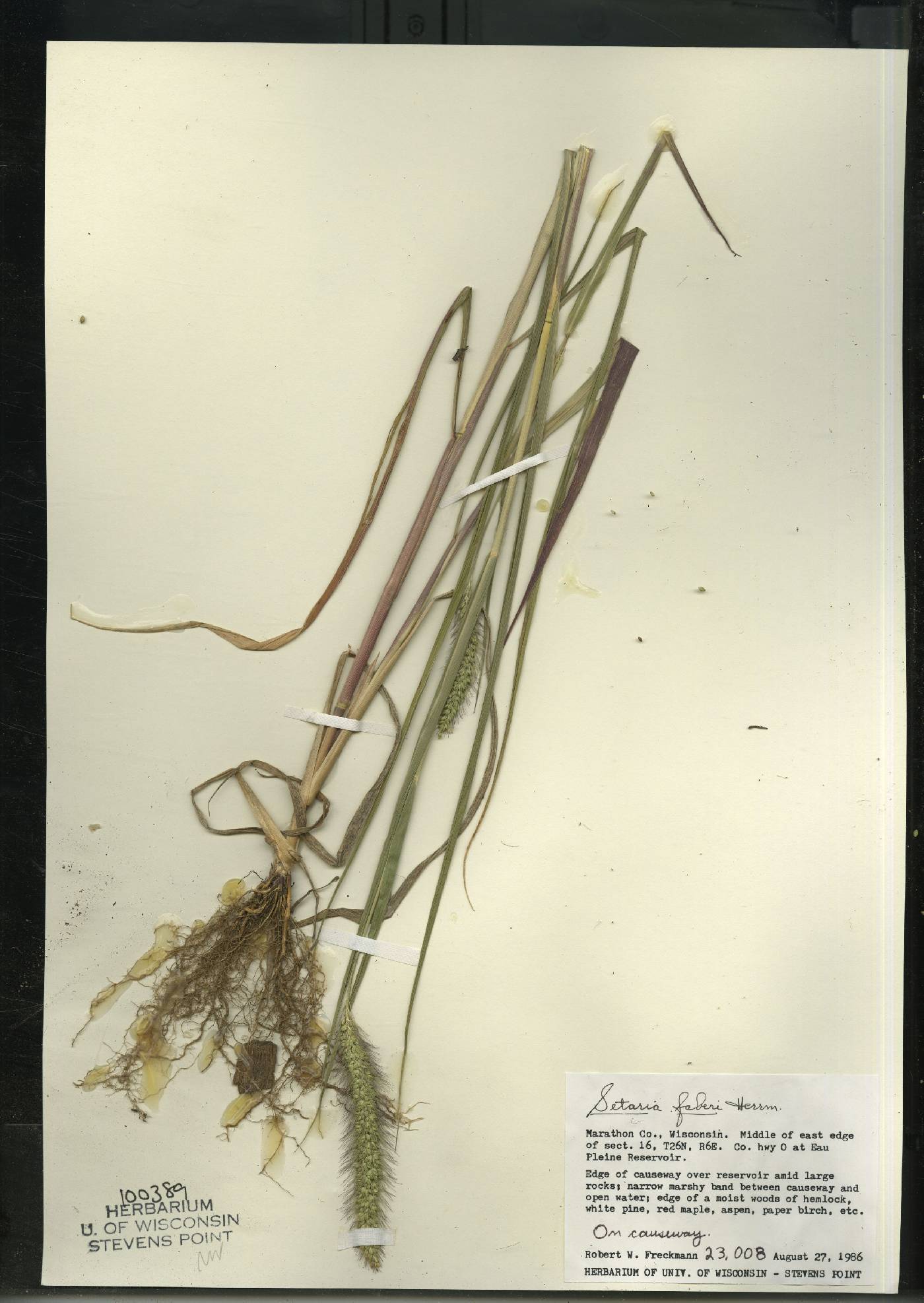 Setaria faberi image