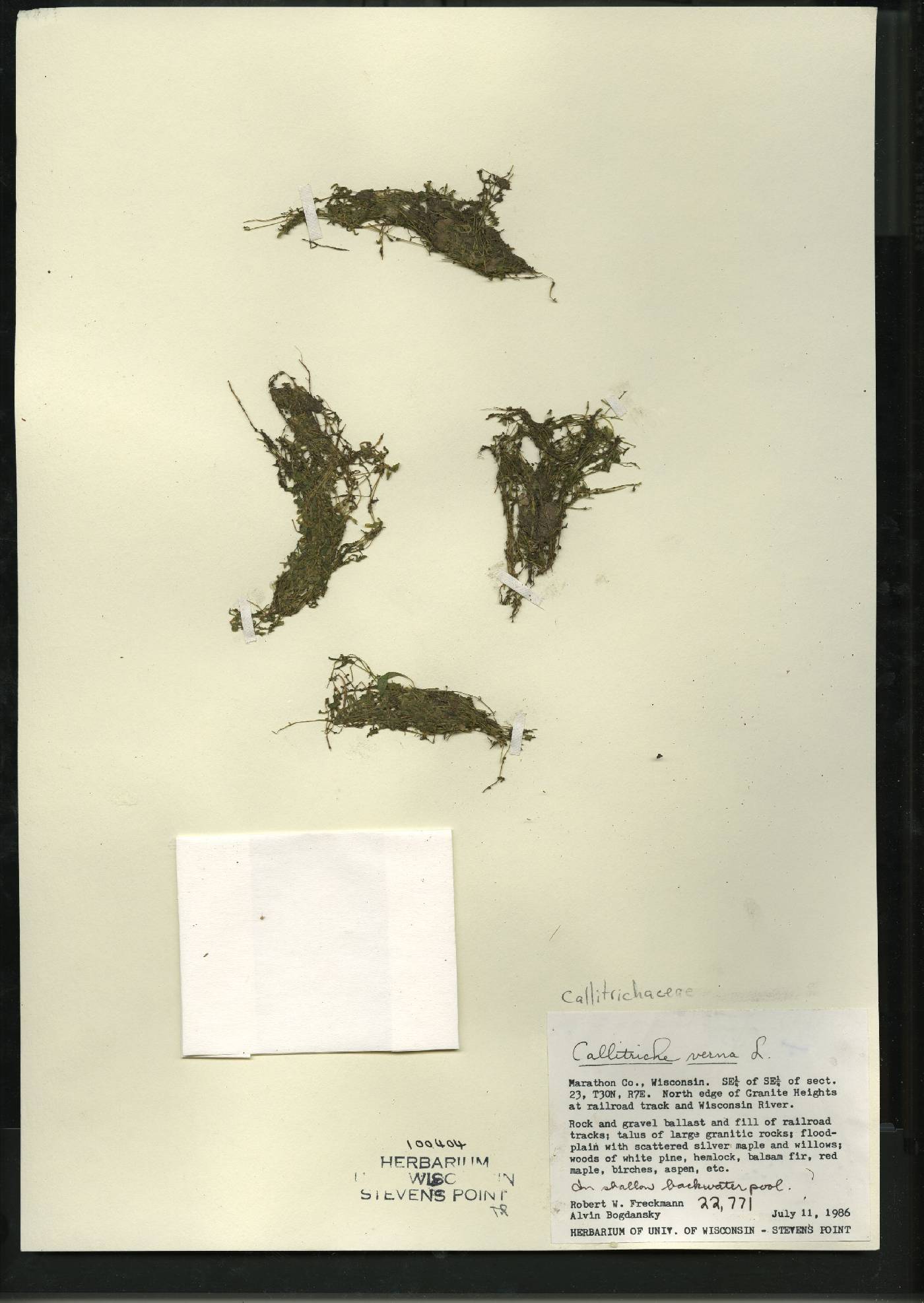 Callitriche palustris image