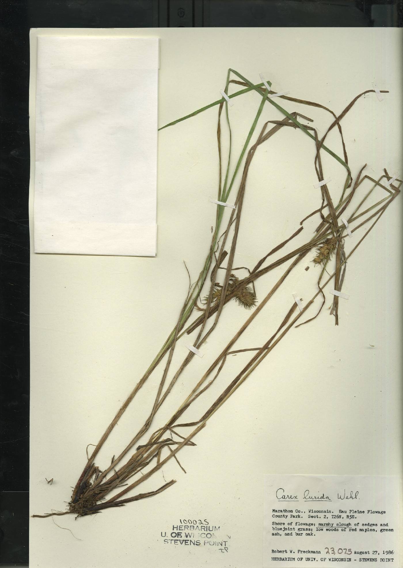 Carex lurida image