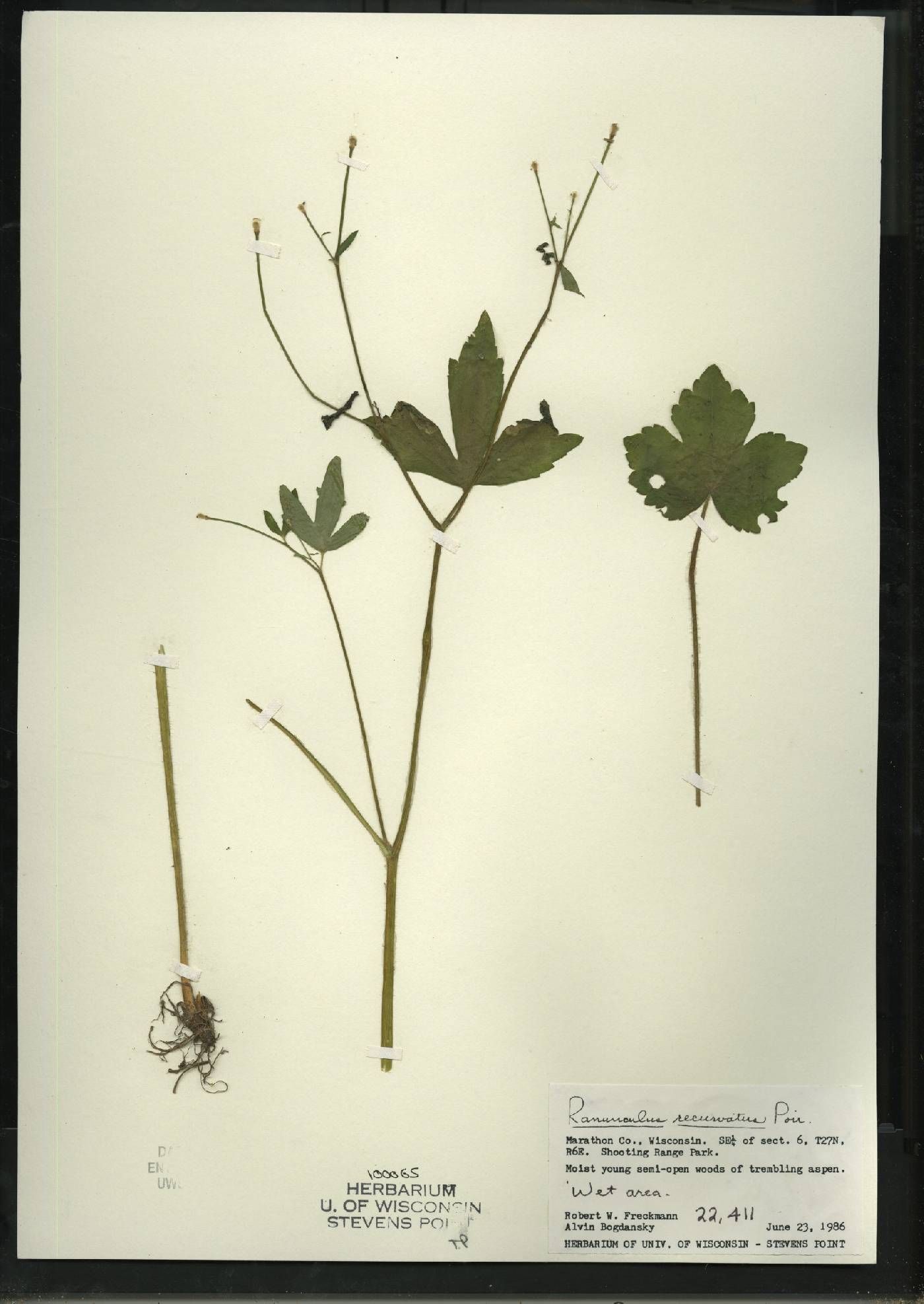 Ranunculus recurvatus var. recurvatus image