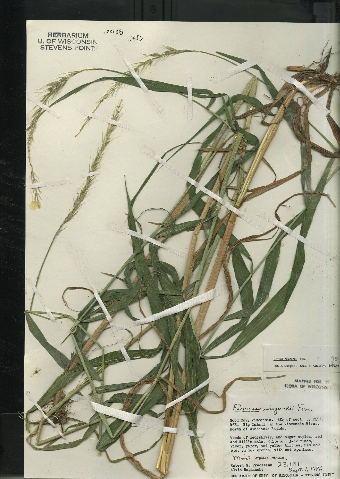 Elymus wiegandii image
