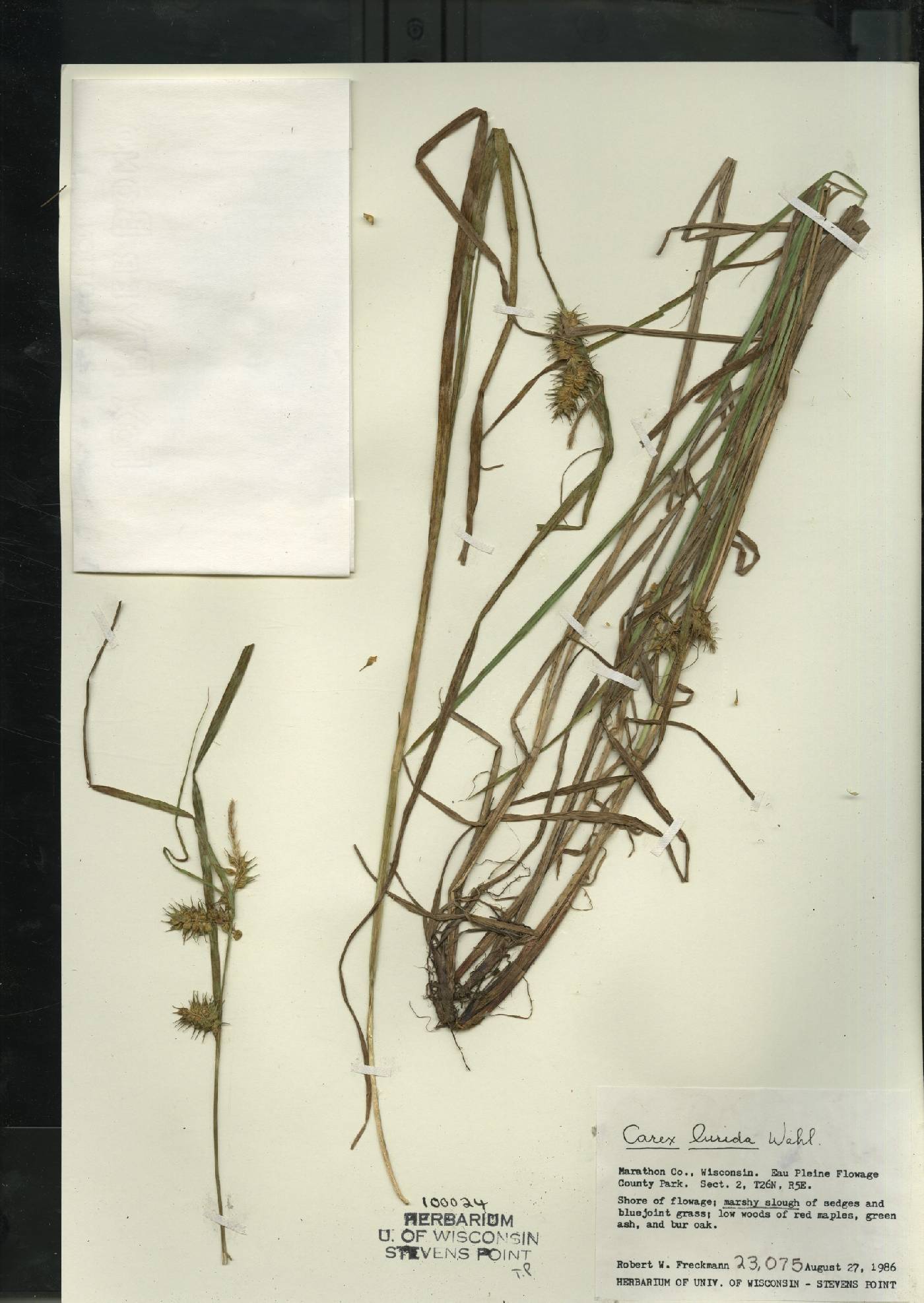 Carex lurida image