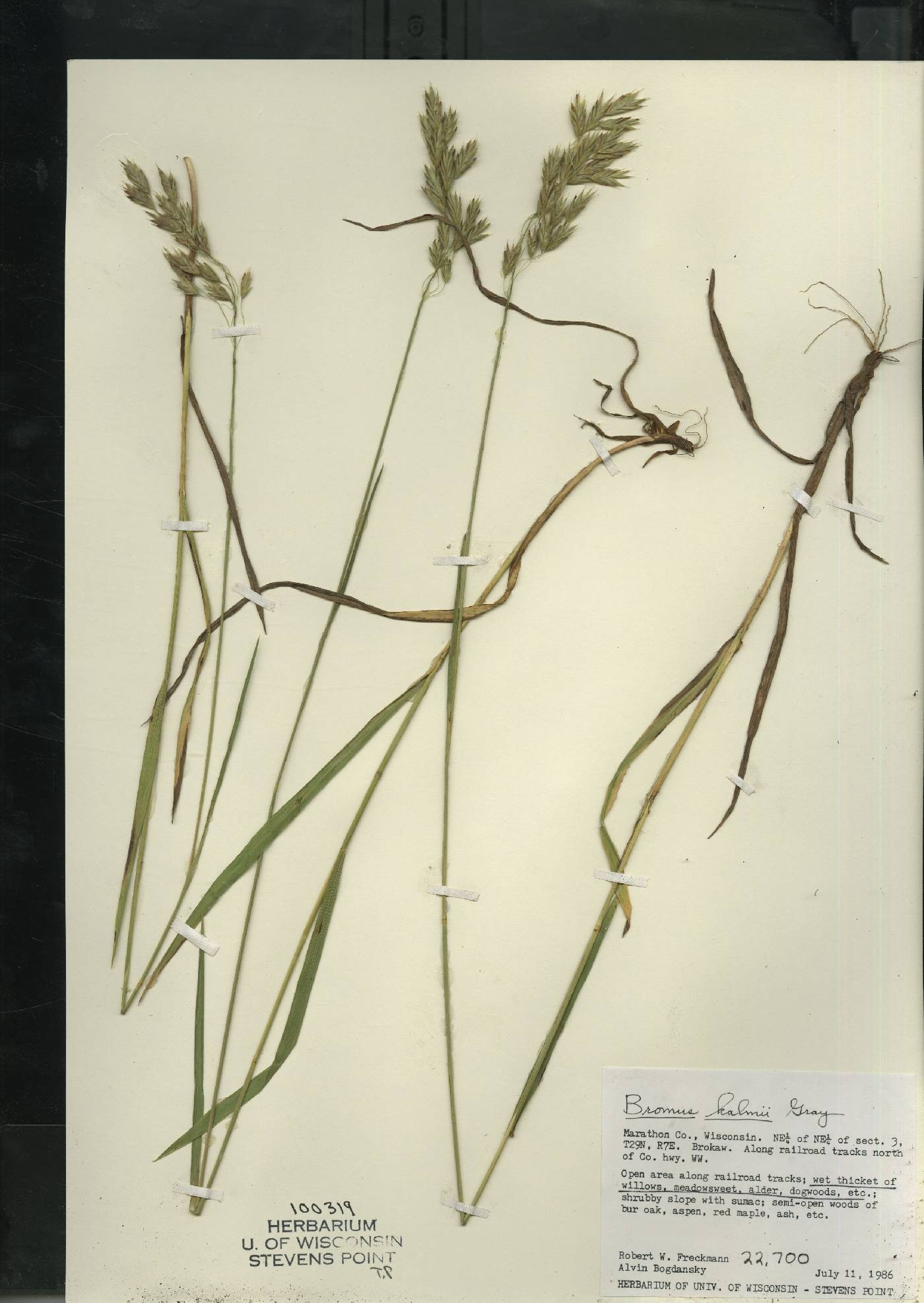 Bromus kalmii image