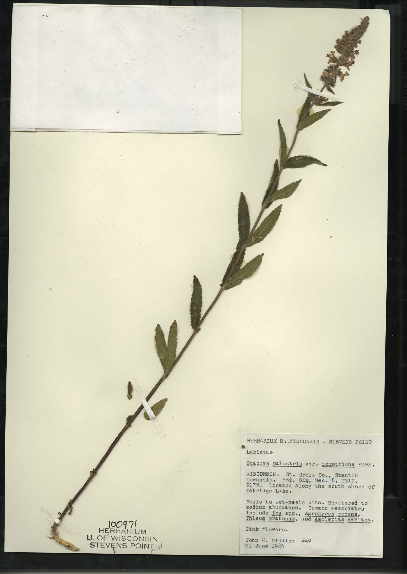 Stachys palustris image