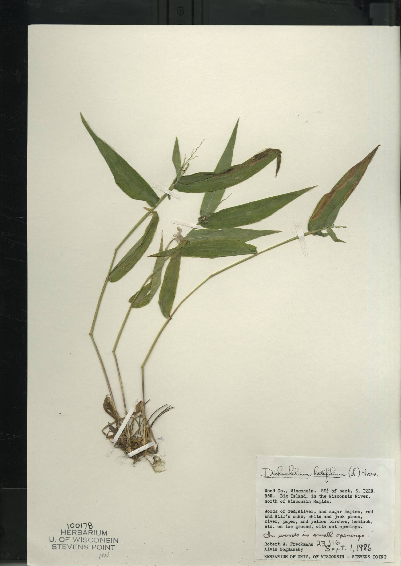 Dichanthelium latifolium image