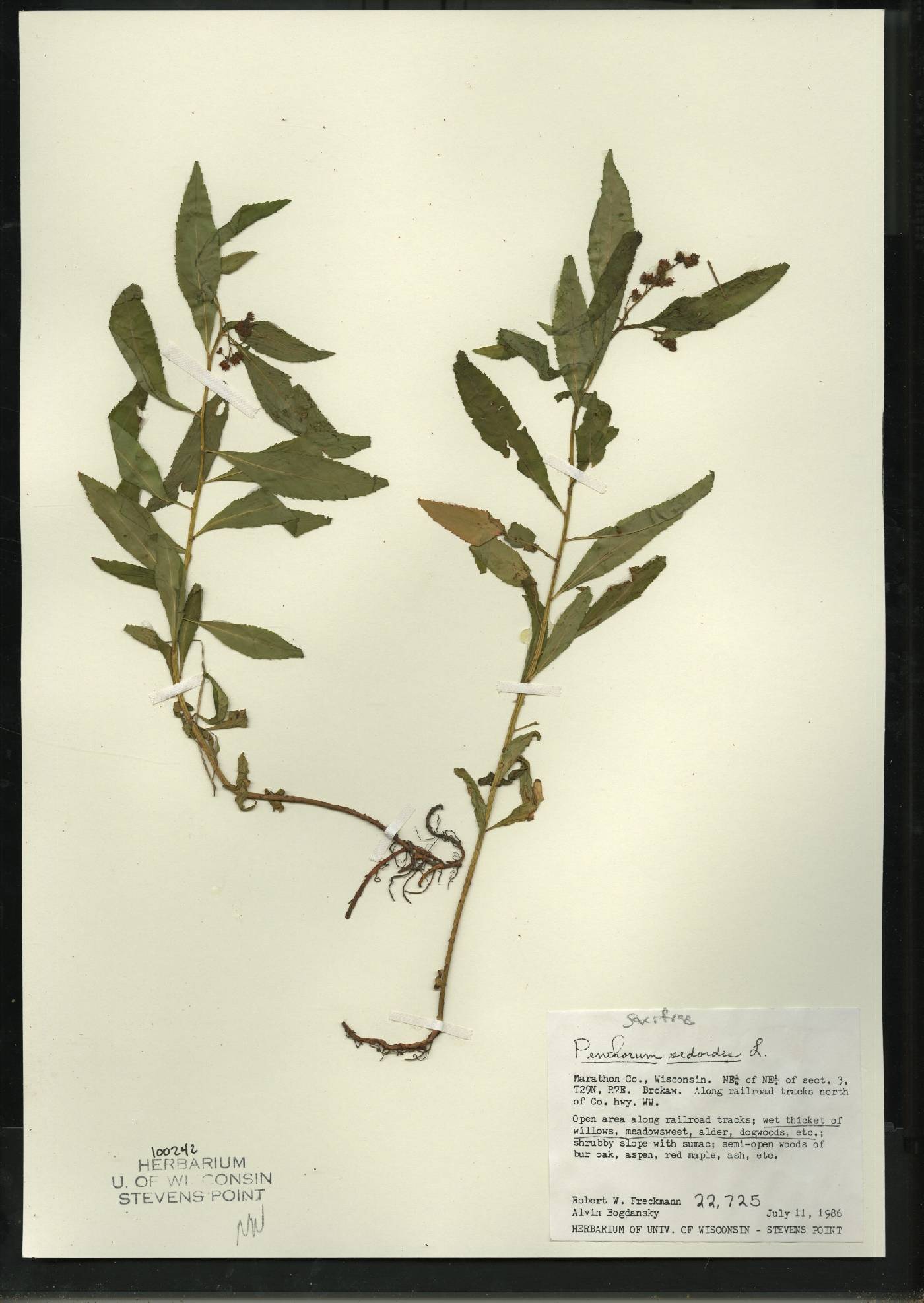 Penthorum sedoides image