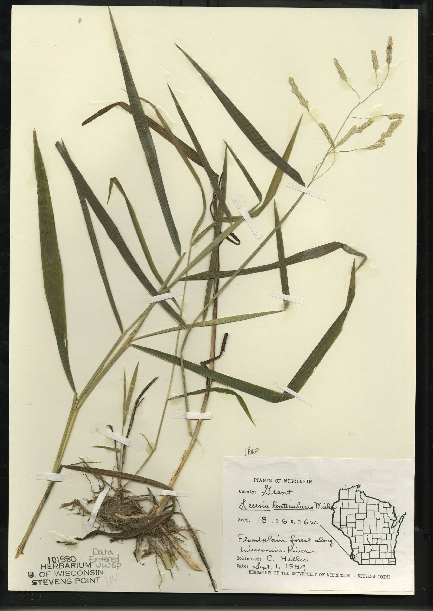 Leersia lenticularis image