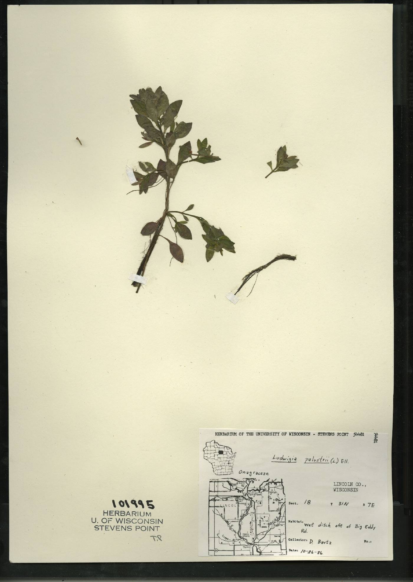 Ludwigia palustris image