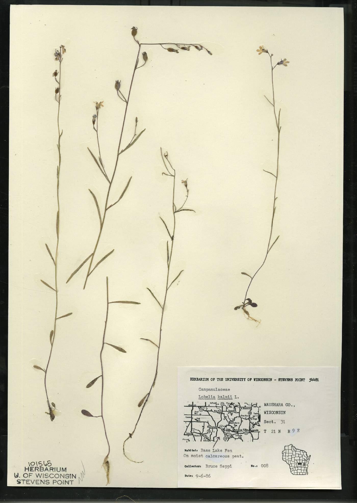 Lobelia kalmii image