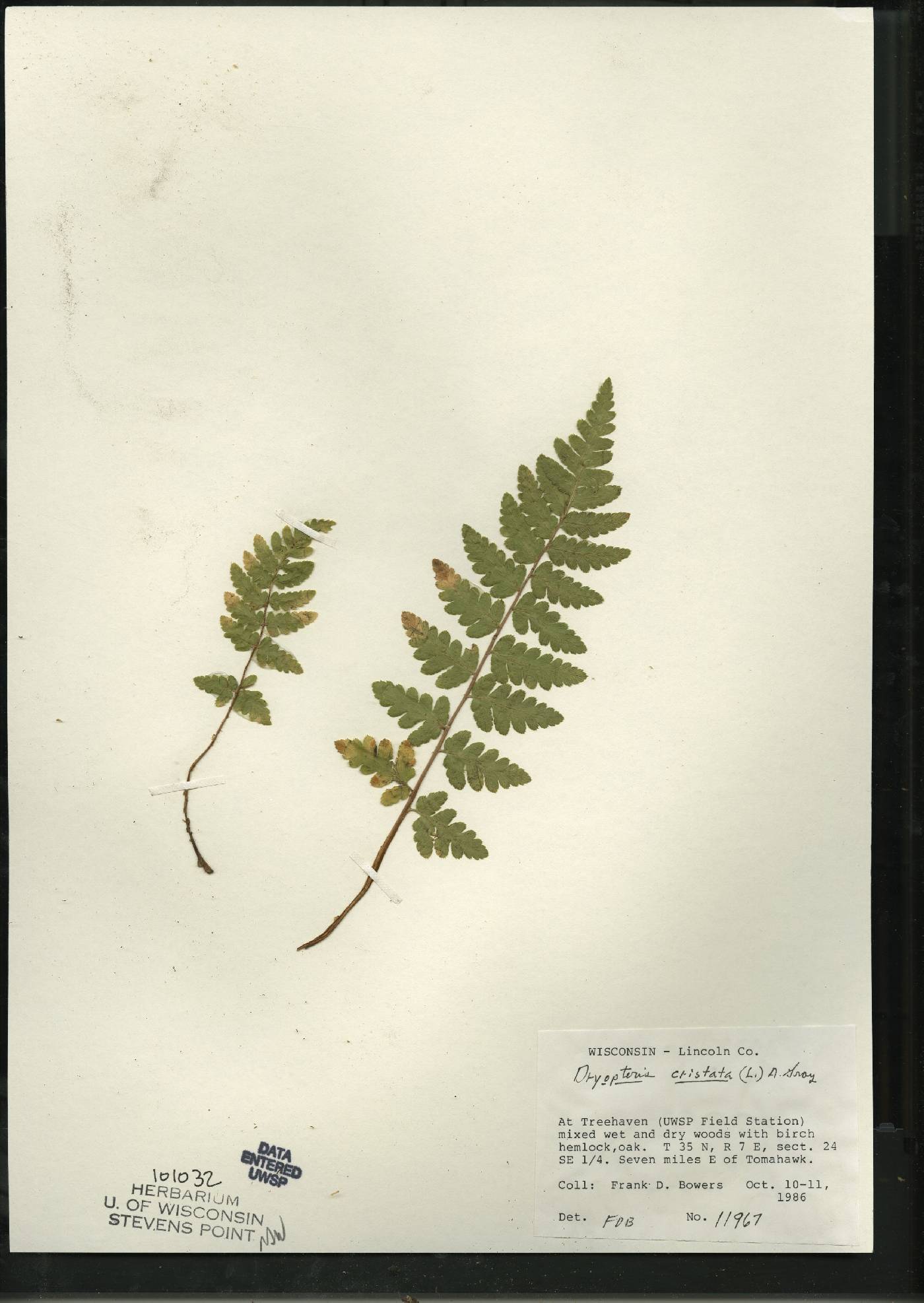 Dryopteris cristata image