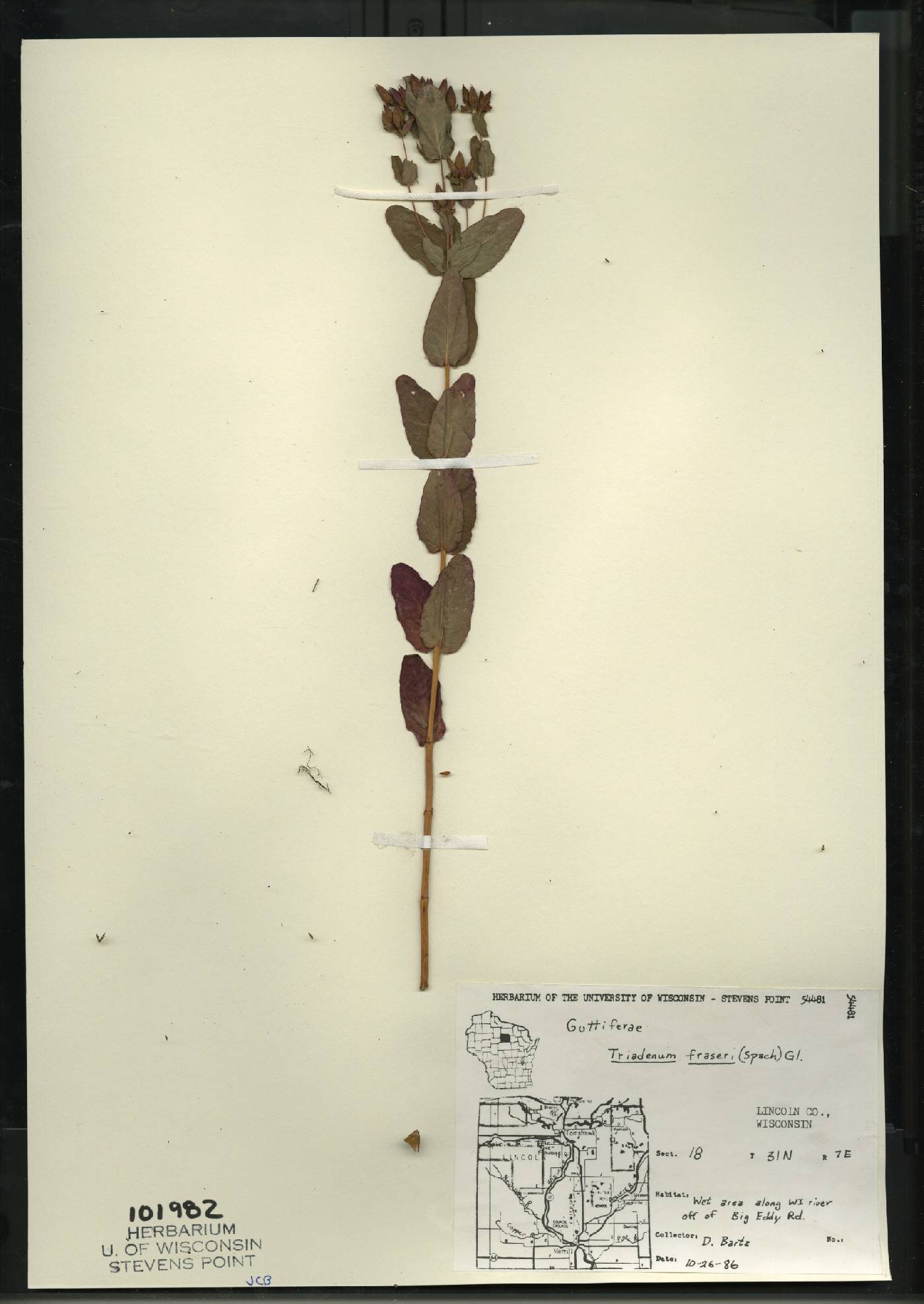 Triadenum fraseri image