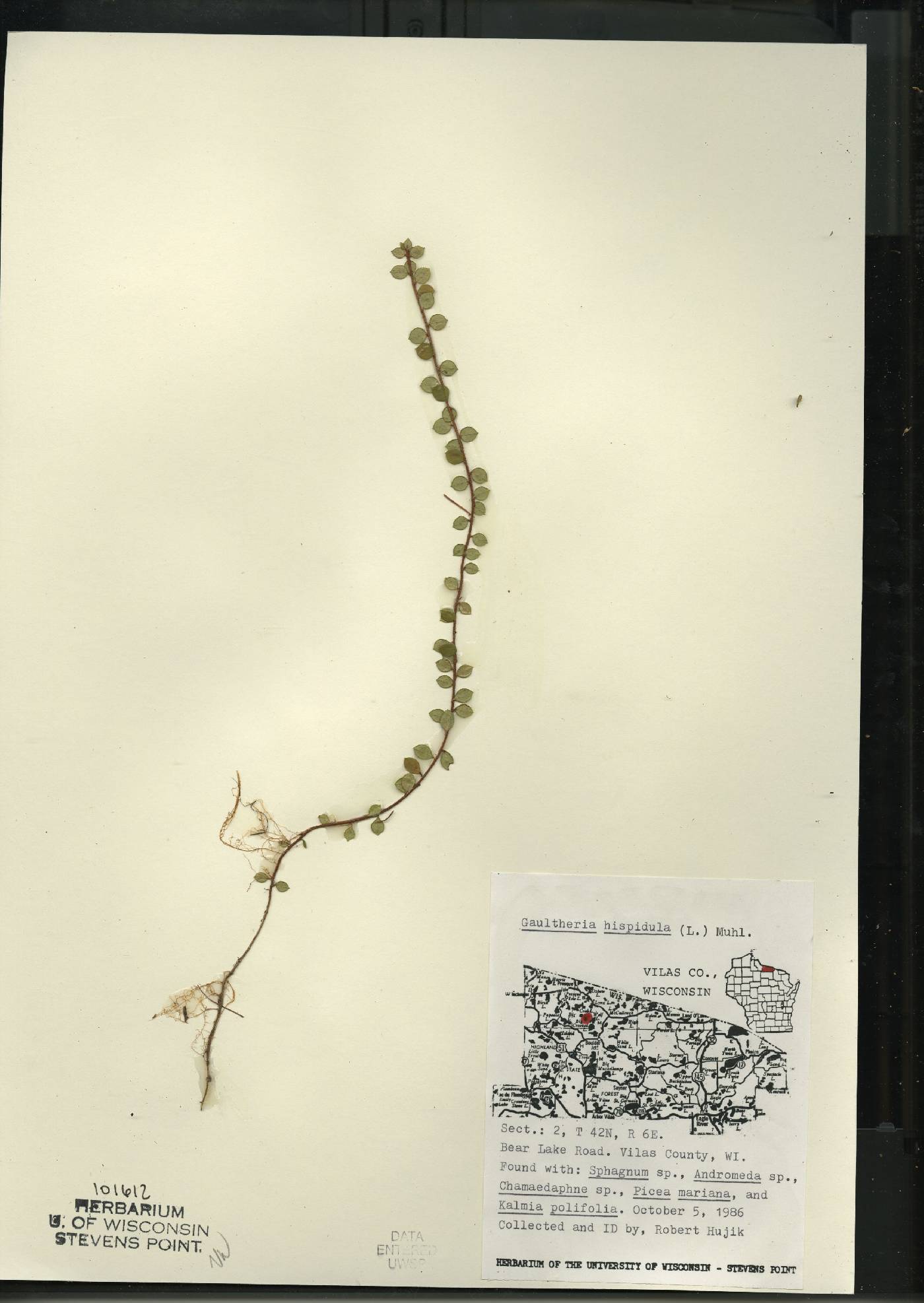 Gaultheria hispidula image