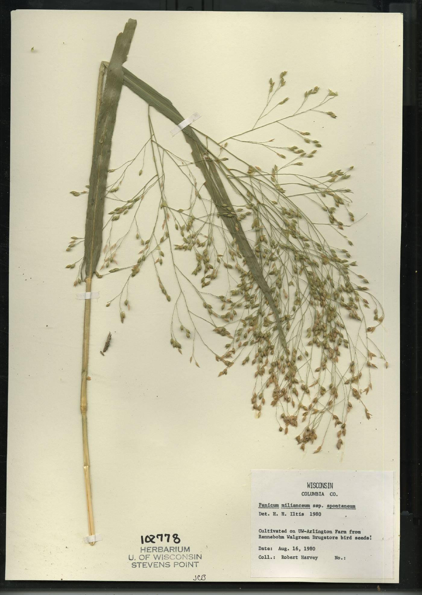 Panicum miliaceum subsp. ruderale image