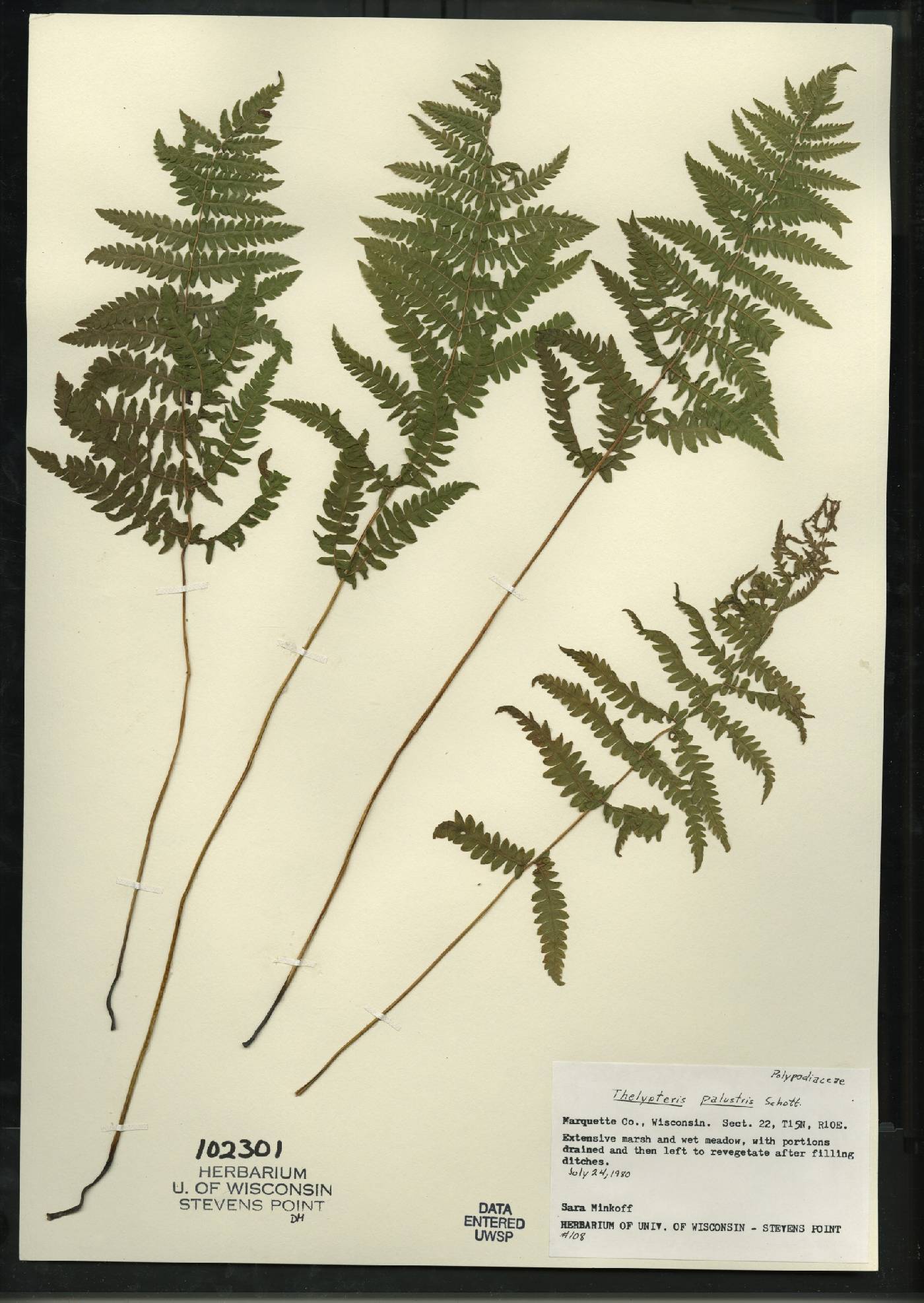 Thelypteris palustris var. pubescens image