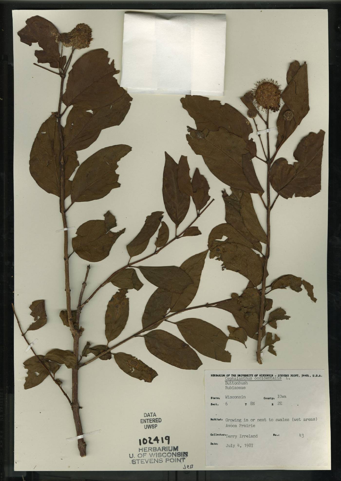 Cephalanthus occidentalis image
