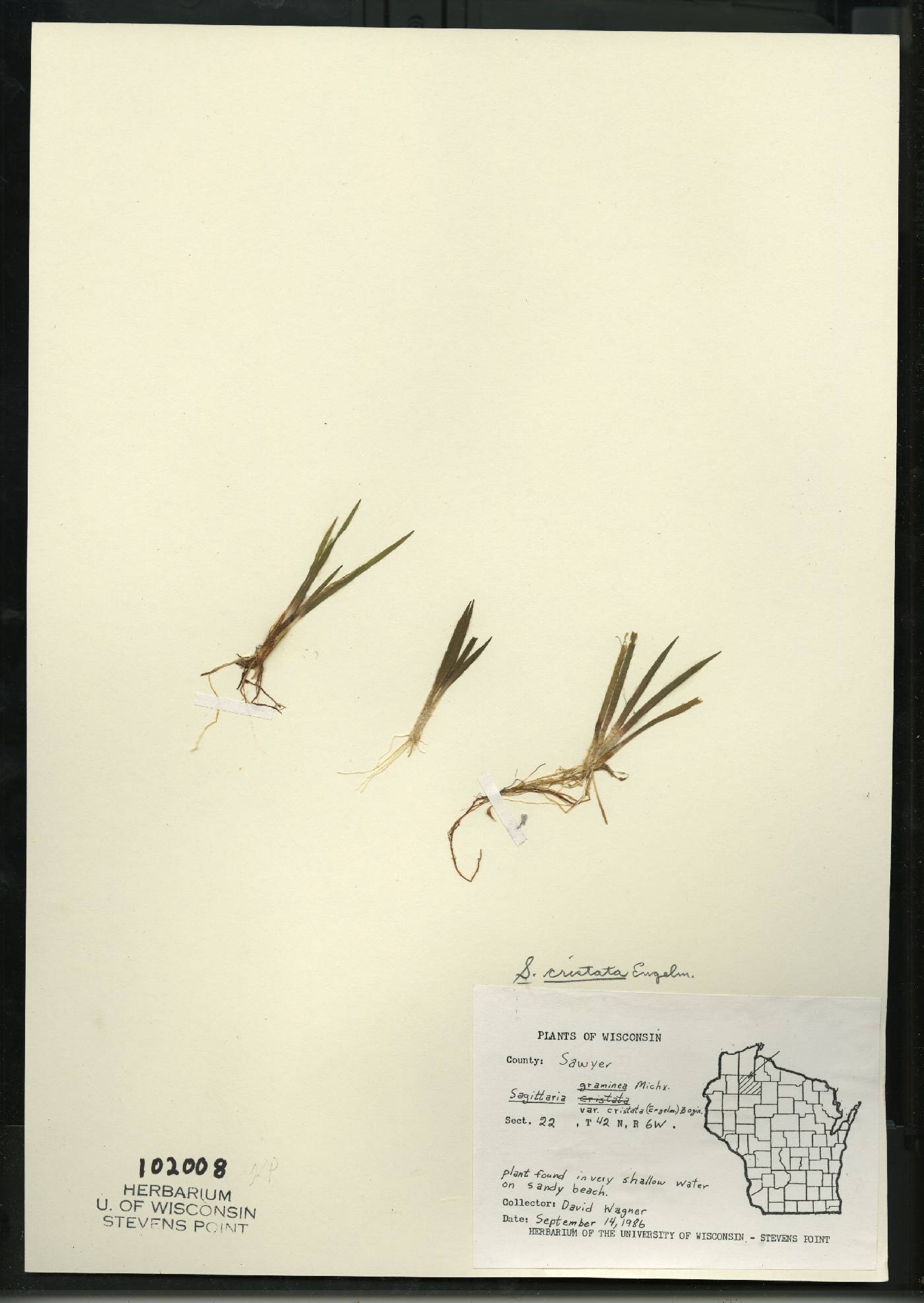 Sagittaria cristata image