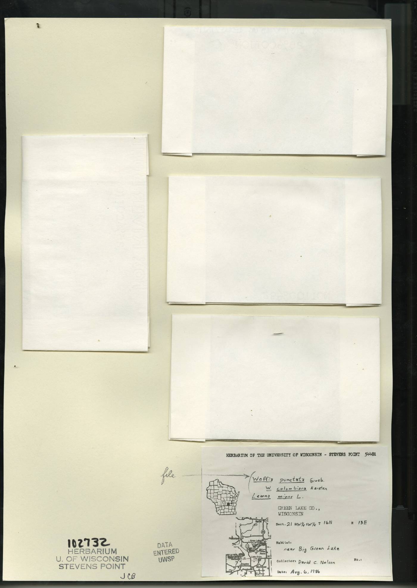 Lemna minor image