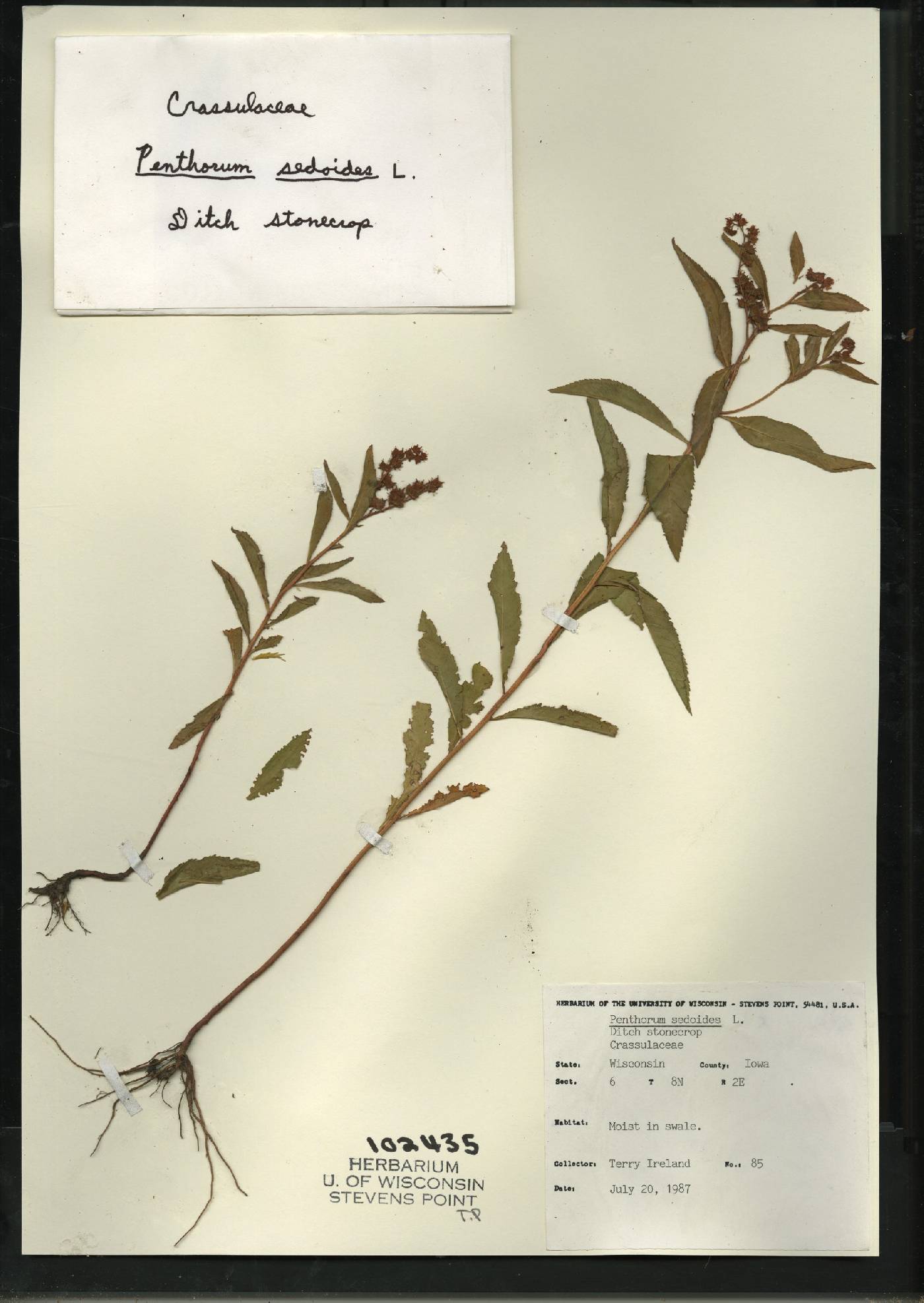Penthorum sedoides image
