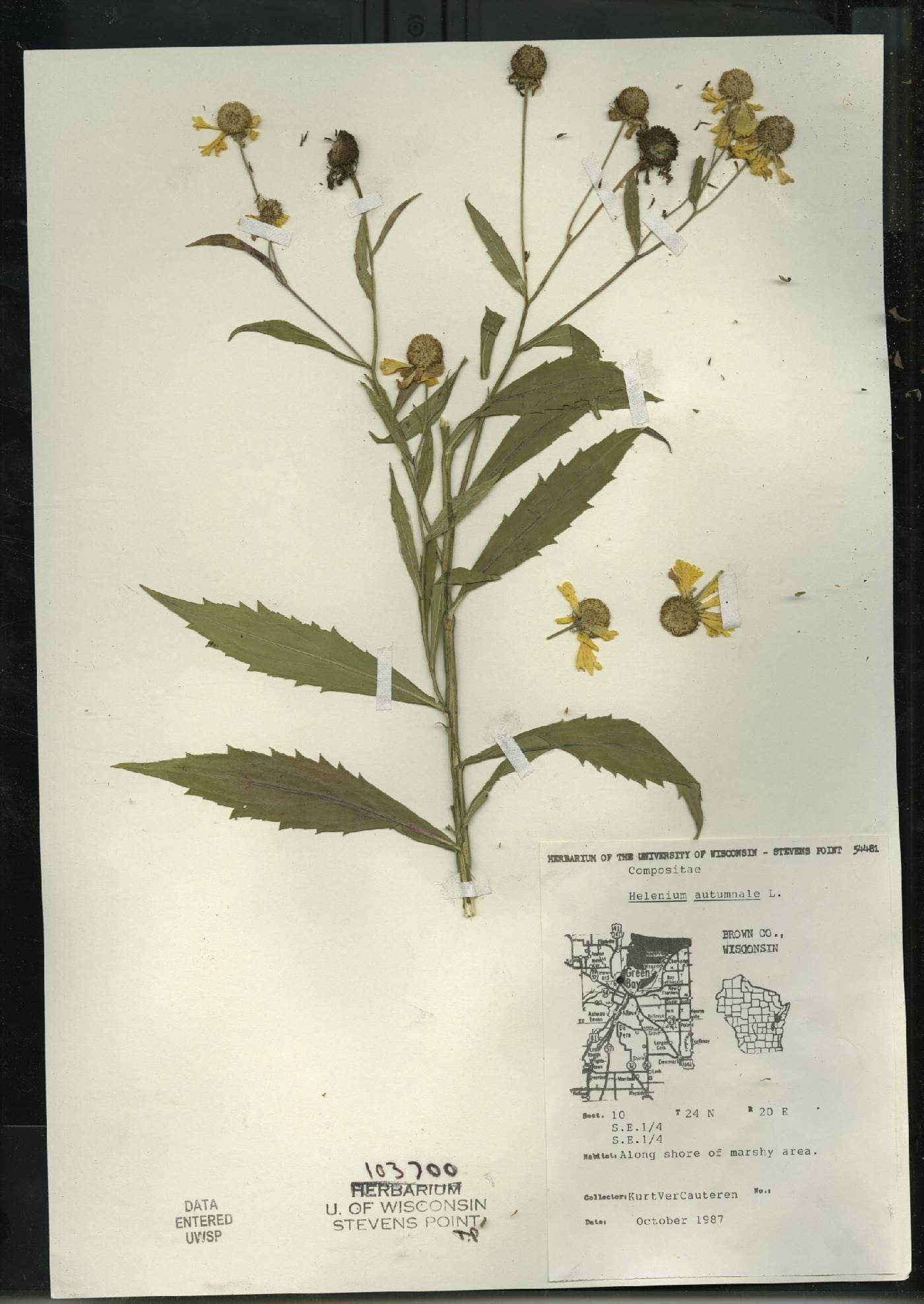 Helenium autumnale image