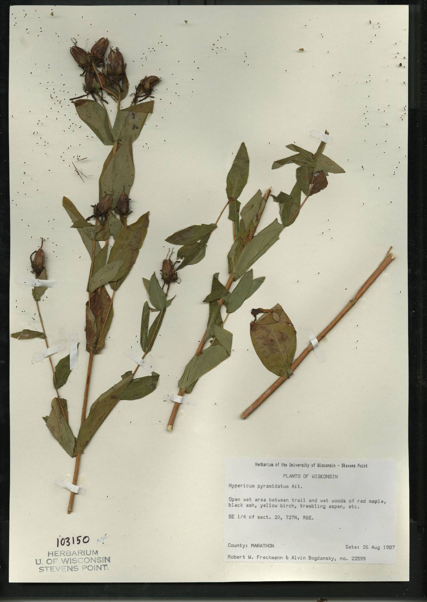 Hypericum ascyron image