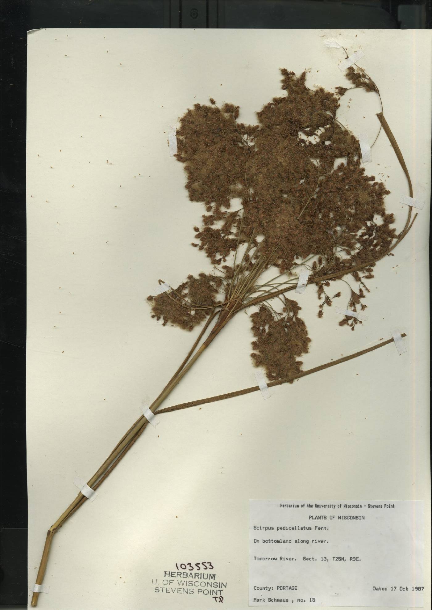 Scirpus pedicellatus image