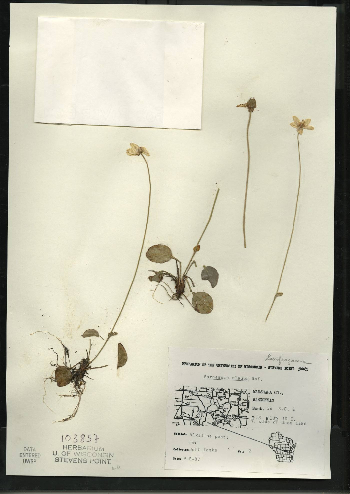 Parnassia glauca image