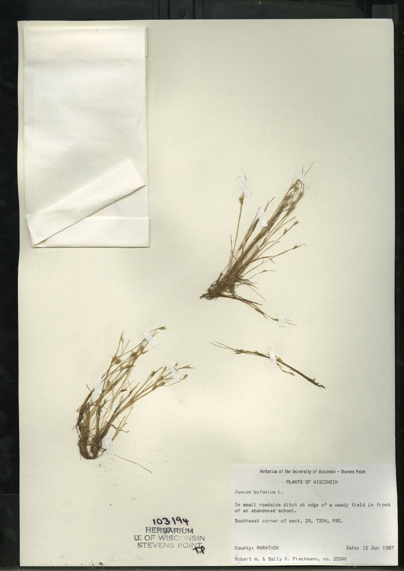 Juncus bufonius image