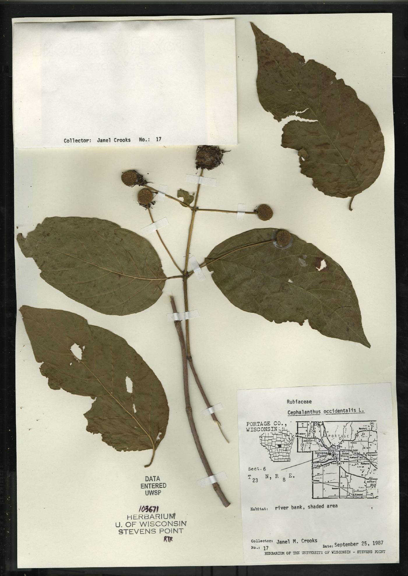 Cephalanthus occidentalis image