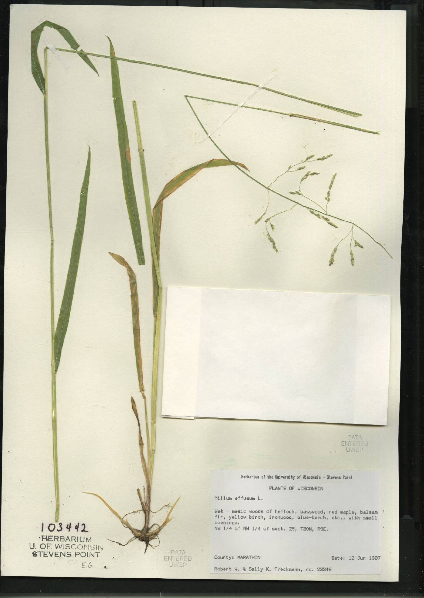 Milium effusum image