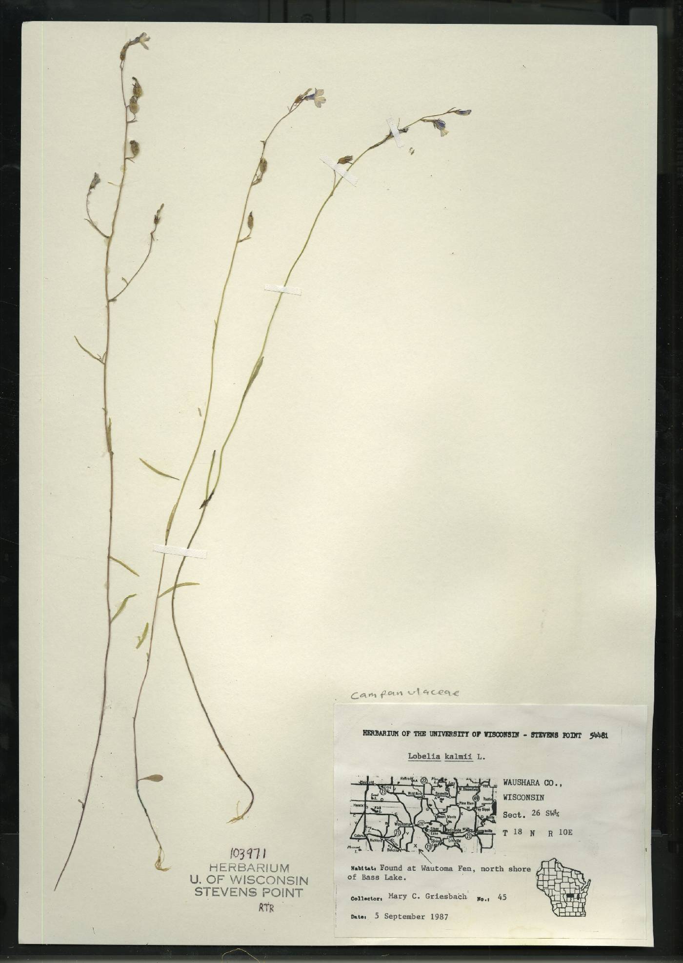 Lobelia kalmii image